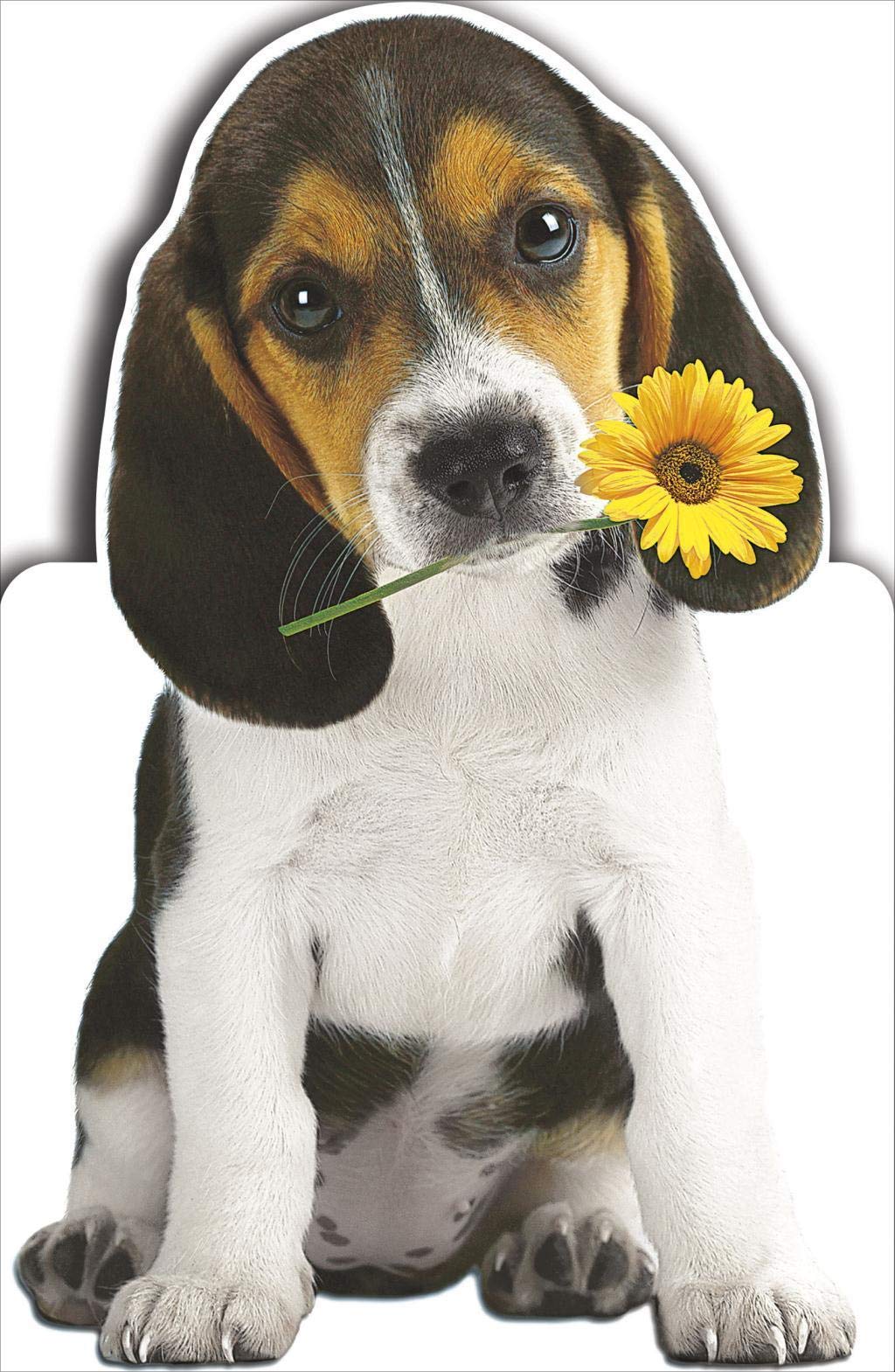 Cute Puppy Wonderful Birthday Greeting Card 