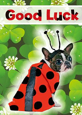 Good Luck Cute Dog 3D Holographic Greetings Card 